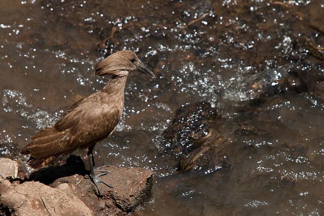 129 Tanzania, Ngorongoro Krater, hamerkop.jpg